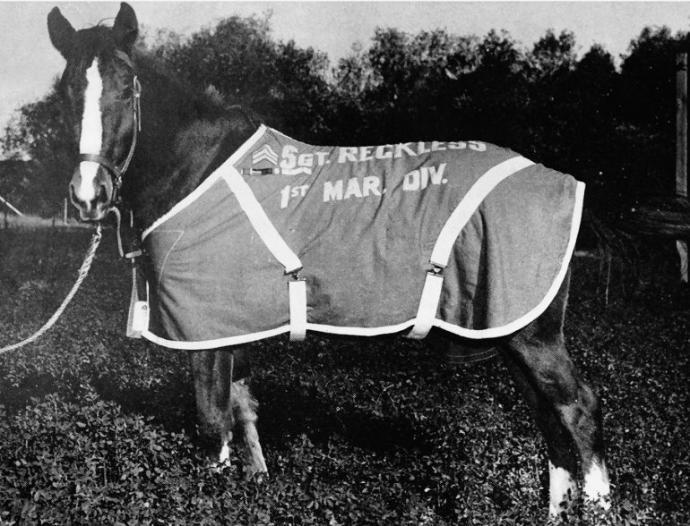 Sergeant Reckless Korean War Horse Served with Valor